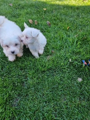 Vând bichoni maltez 