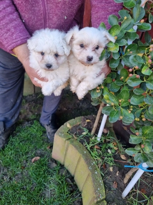 Vând bichoni maltez 8 săptămâni