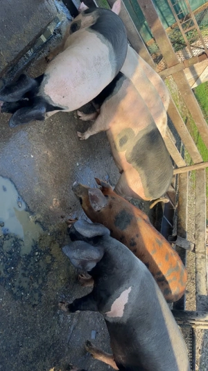 Vând porci  - imagine 2