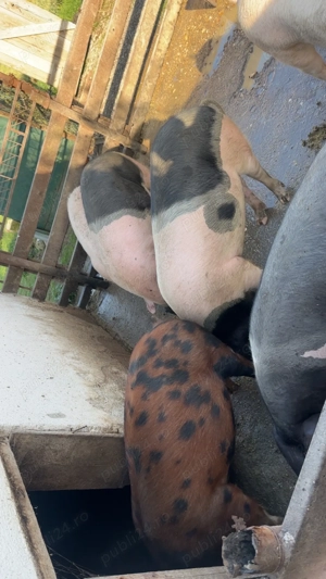 Vând porci  - imagine 3