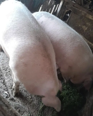 Porci de vânzare detalii la telefon    