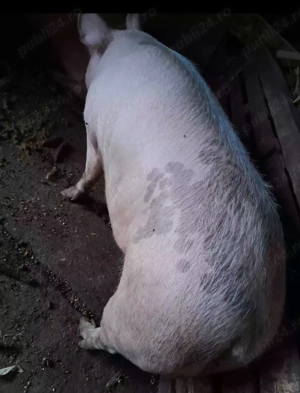 Porci de vânzare detalii la telefon     - imagine 2