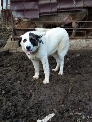 Cățelușa ciobănesc 5 luni