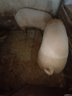 Vând porci  - imagine 2