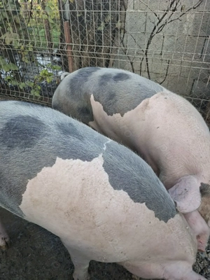Porc crescut in gospodărie 