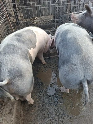 Porc crescut in gospodărie  - imagine 2