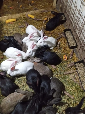 Iepuri de vanzare - imagine 3