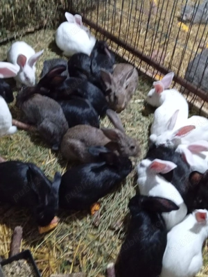 Iepuri de vanzare - imagine 6