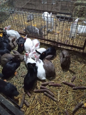 Iepuri de vanzare - imagine 4