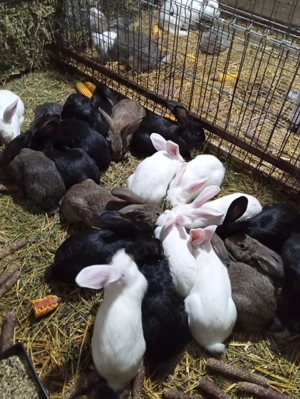 Iepuri de vanzare - imagine 5