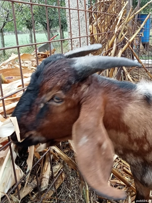 Țap anglonubian  - imagine 3