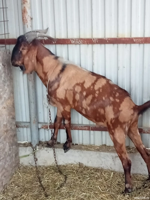 Țap anglonubian  - imagine 2