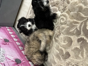 Bichon metiss de vânzare 100 lei