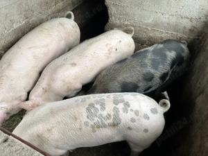 De vânzare porci  grași  - imagine 2