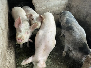 De vânzare porci  grași  - imagine 3