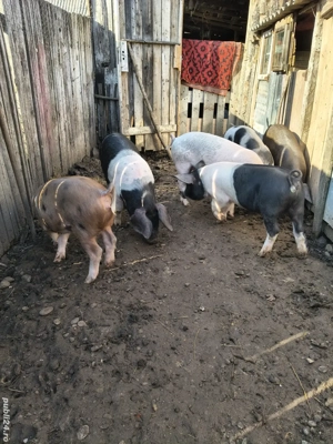 vand porci - imagine 2