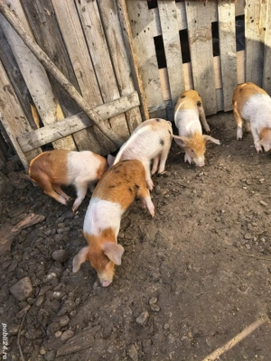 vand porci - imagine 4