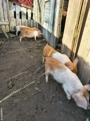 vand porci - imagine 3