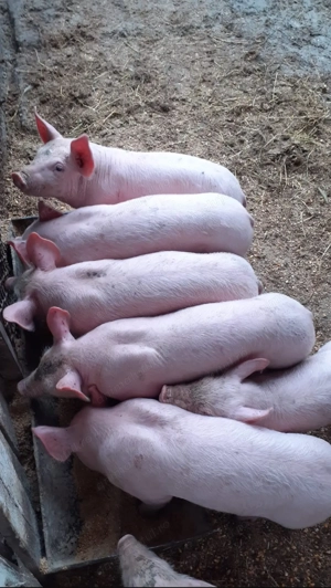 Vând purcei,rasa Marele Alb