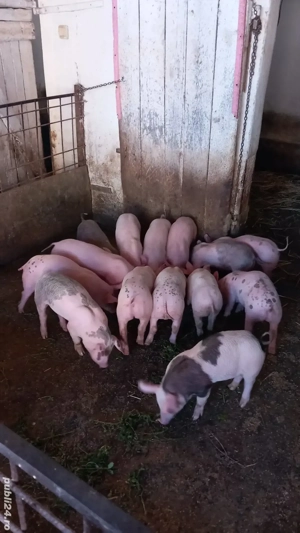 Vând Purcei  - imagine 2