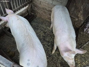 Porc de vanzare - imagine 4