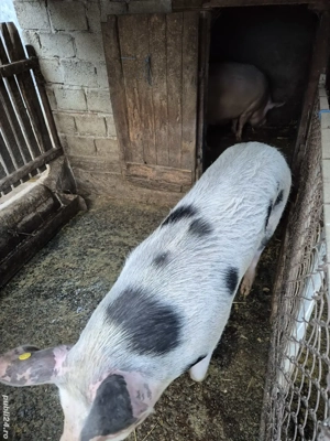 Porc de vanzare - imagine 3