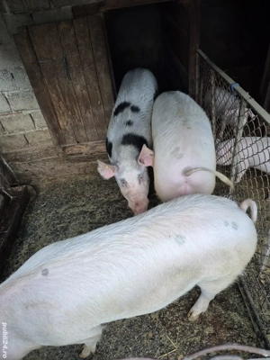 Porc de vanzare - imagine 2