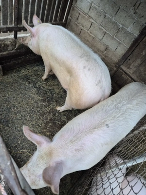 Porc de vanzare - imagine 5