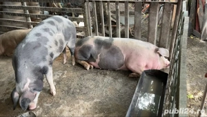 Porci de vanzare  - imagine 2