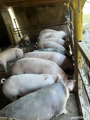 Porci de vanzare 