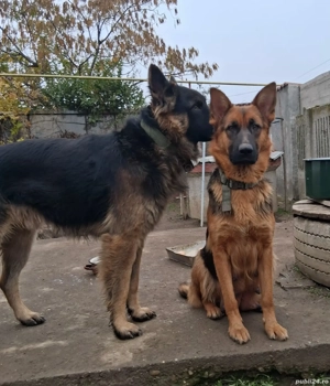 Pui ciobanesc german - imagine 4