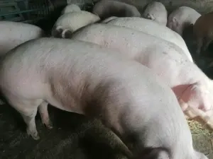 De vânzare la 5 min de Cluj  porci de sacrificat rasa de carne