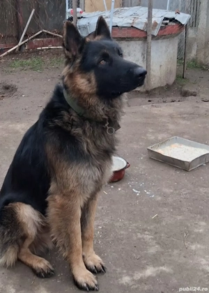 Pui,ciobanesc german - imagine 5