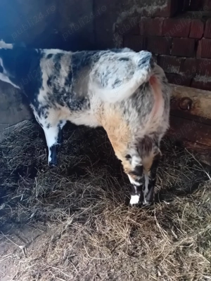 Vitea belgiana de vânzare  - imagine 2