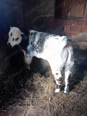 Vitea belgiana de vânzare  - imagine 4