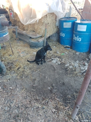 Vând Cățel poțocar 