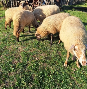 Vand berbec, 550 ron, comuna Sichevita