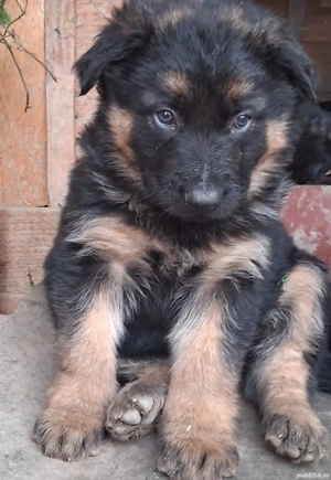 Pui,ciobanesc german