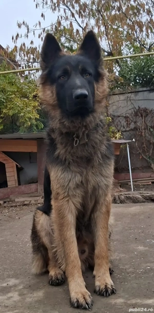 Pui,ciobanesc german - imagine 2
