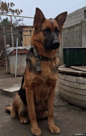 Pui,ciobanesc german - imagine 3