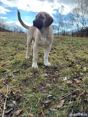 căței kangal malakli cu pedigree FCI 