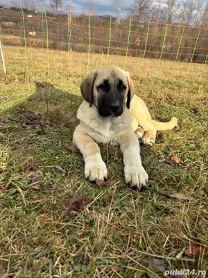 căței kangal malakli cu pedigree FCI  - imagine 2