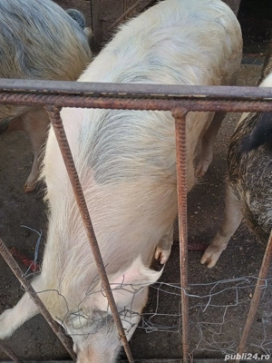 De vânzare scroafă.