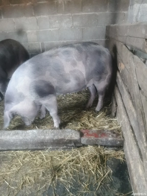 Porci de vânzare - imagine 5
