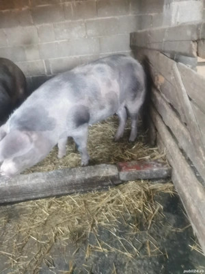 Porci de vânzare - imagine 2