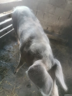 Porci de vânzare - imagine 3