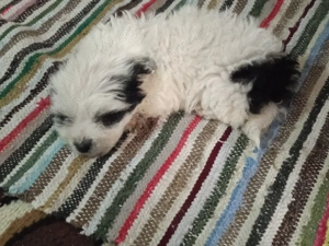 Cățeluș bidon de vanzare