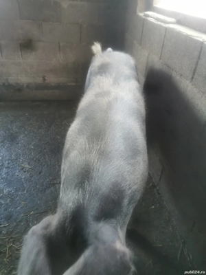 Porci de vânzare - imagine 4