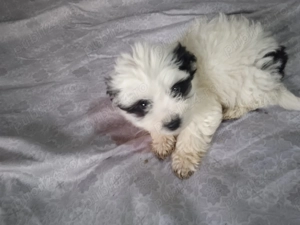 Cățeluș bidon de vanzare - imagine 2