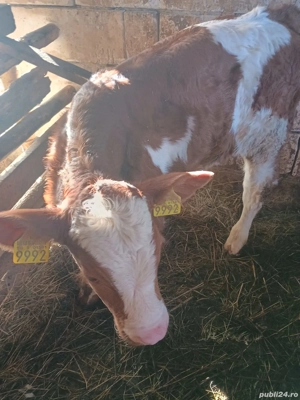 Vițel de vânzare.